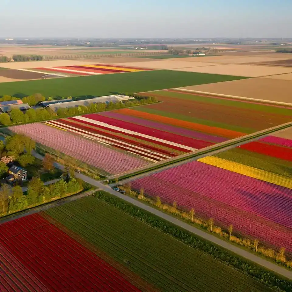 Tulpenvelden in de kleuren roze, rood, geel en oranje van bovenaf